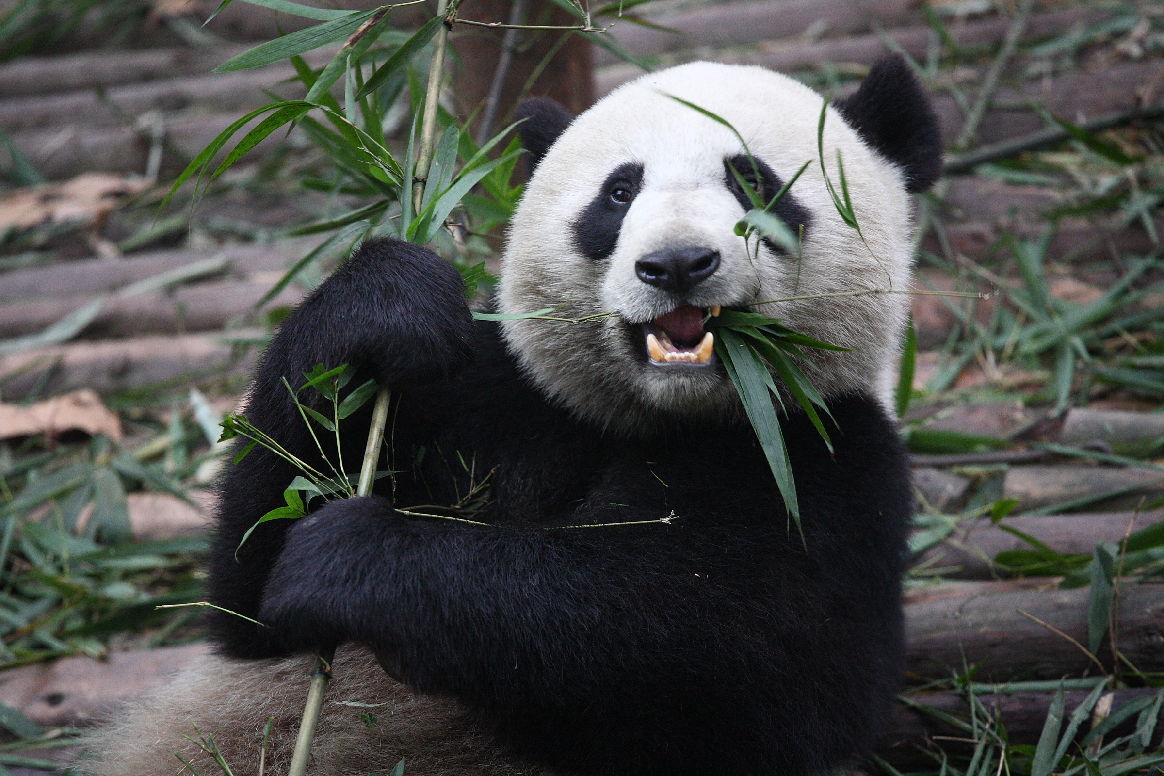 Chengdu