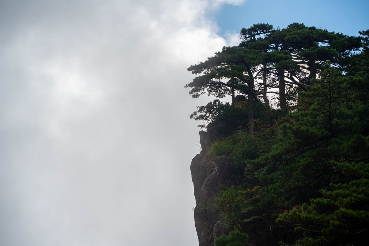 A lone Huangshan pine clinging to a cliff edge as cloud rolls past