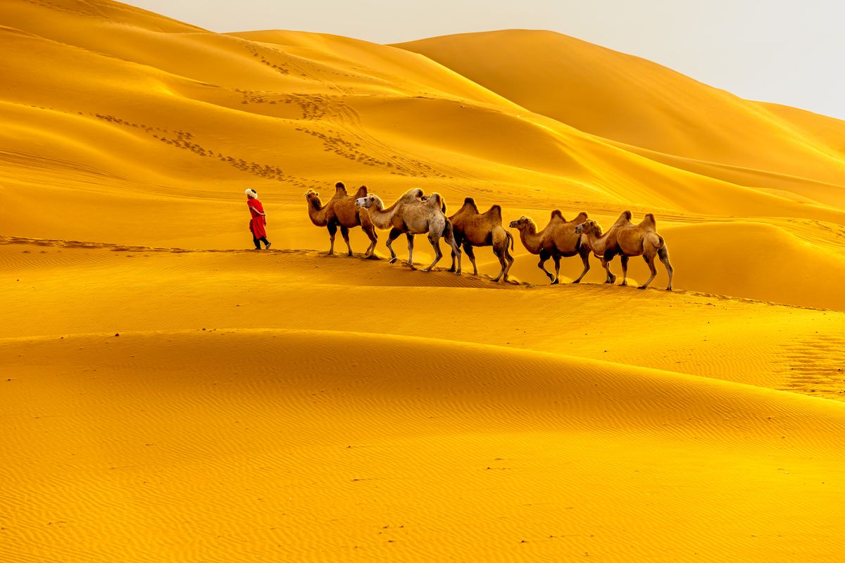 Camel caravan climbing the Mingsha Shan singing sand dunes at sunset in Dunhuang