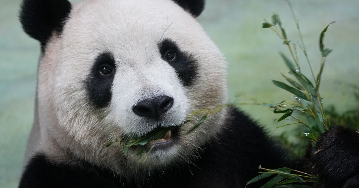 A giant panda relaxing among bamboo at the Chengdu panda base