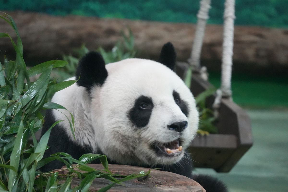 Close-up of a giant panda eating fresh bamboo