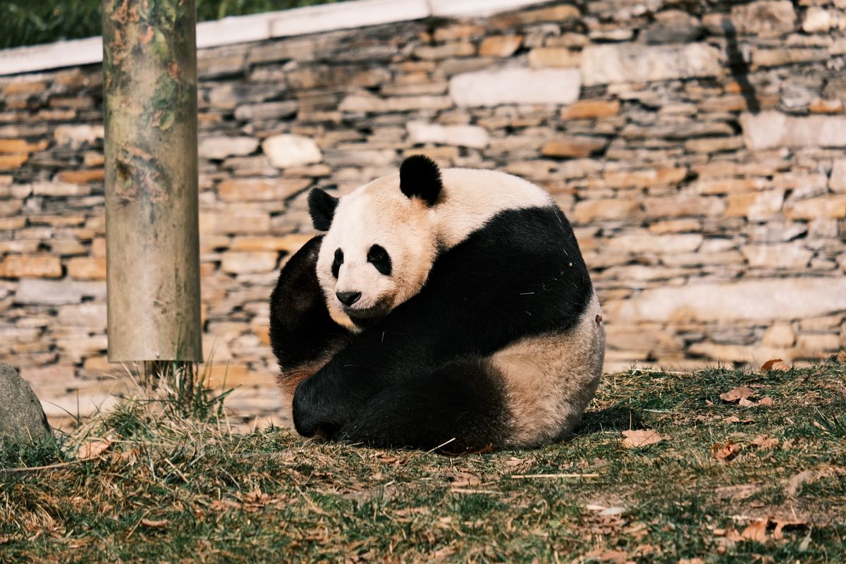 A giant panda sitting outdoors in a stone-walled enclosure at the base