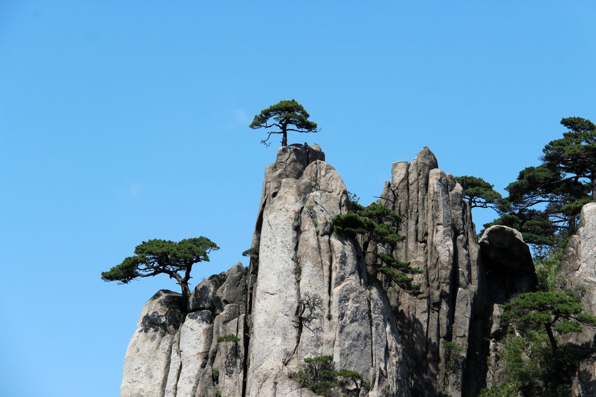 Lone Huangshan pines clinging to a granite spire