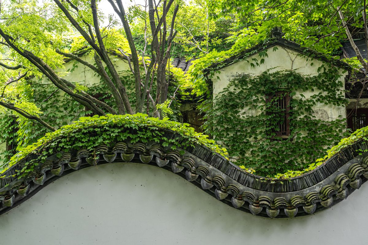 An undulating tiled garden wall draped in greenery at Yu Garden