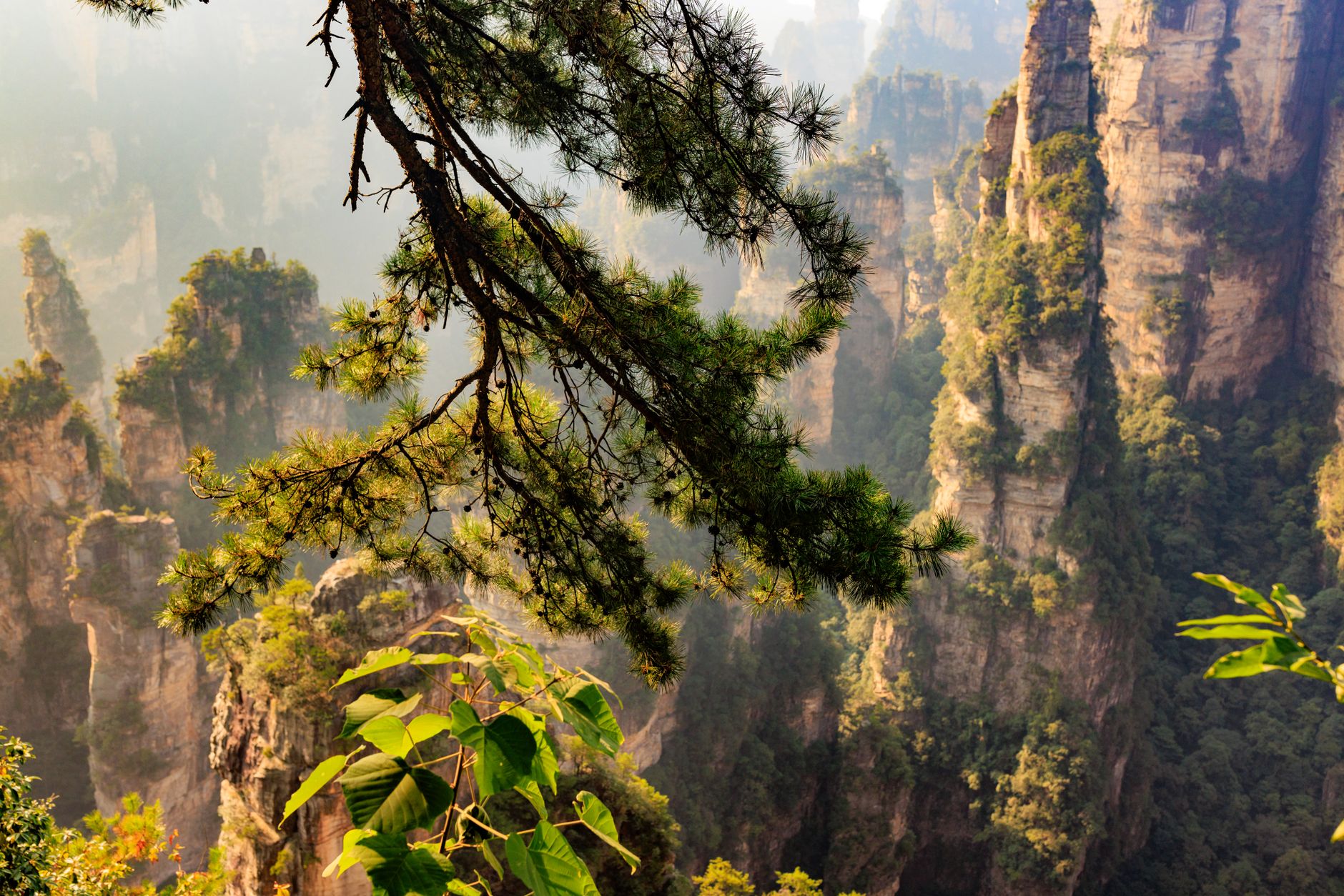 Sea of sandstone peaks above the forest