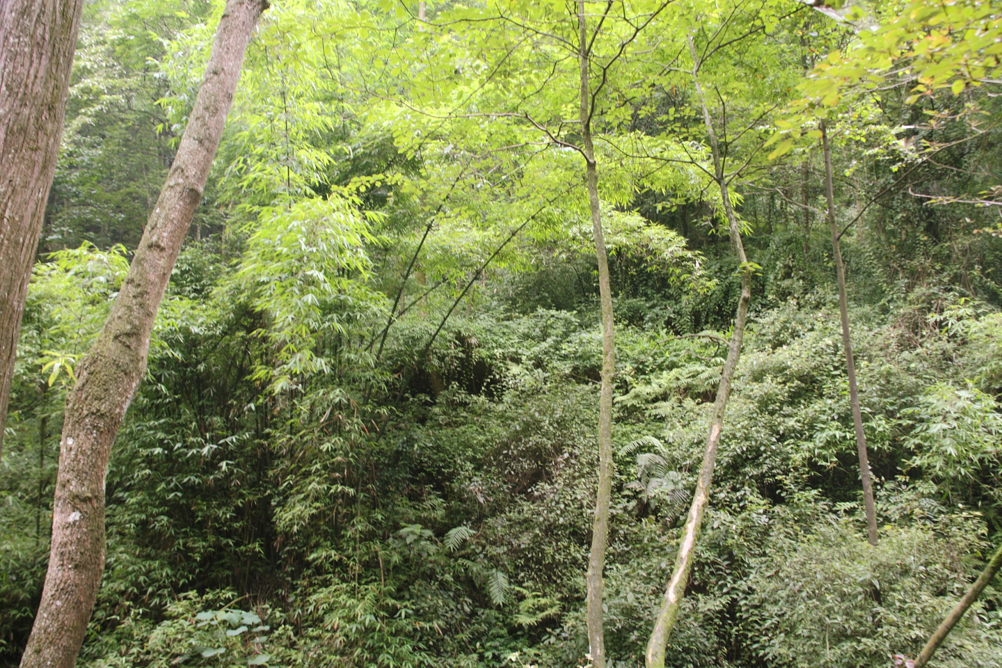 Forested slopes and a temple pavilion on Mount Qingcheng near Chengdu