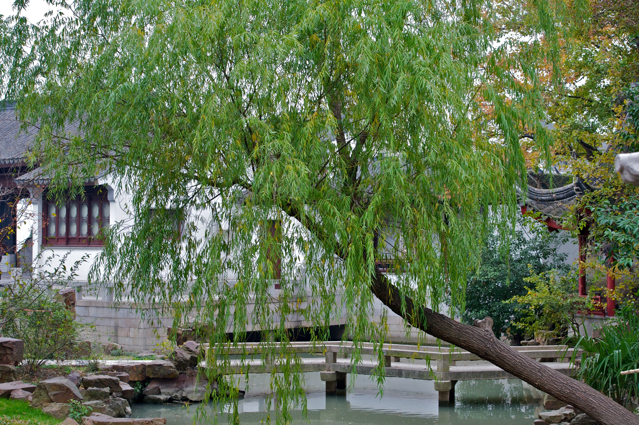 Willows and white temple wall by the pond
