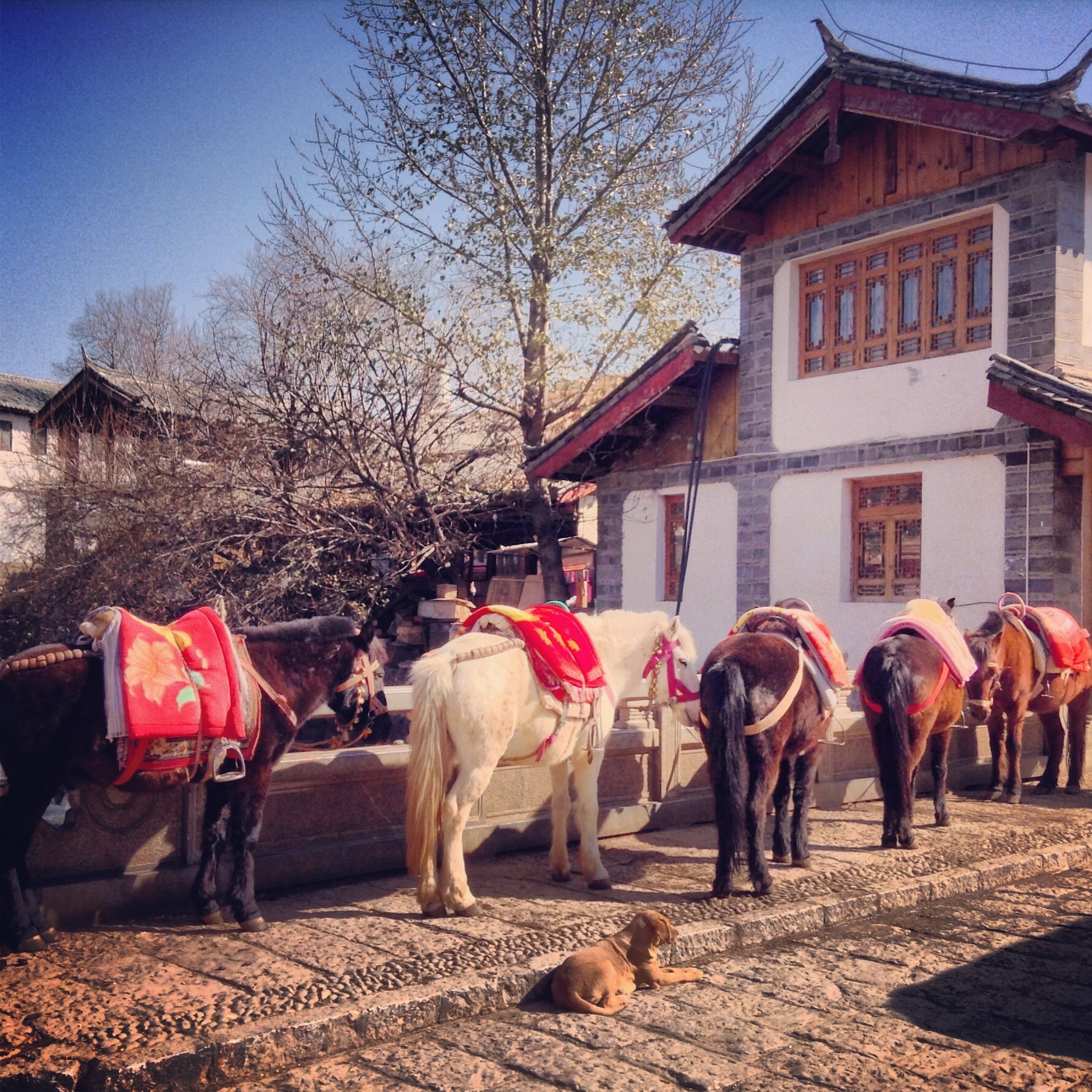 Horses resting in the old Tea-Horse Road village