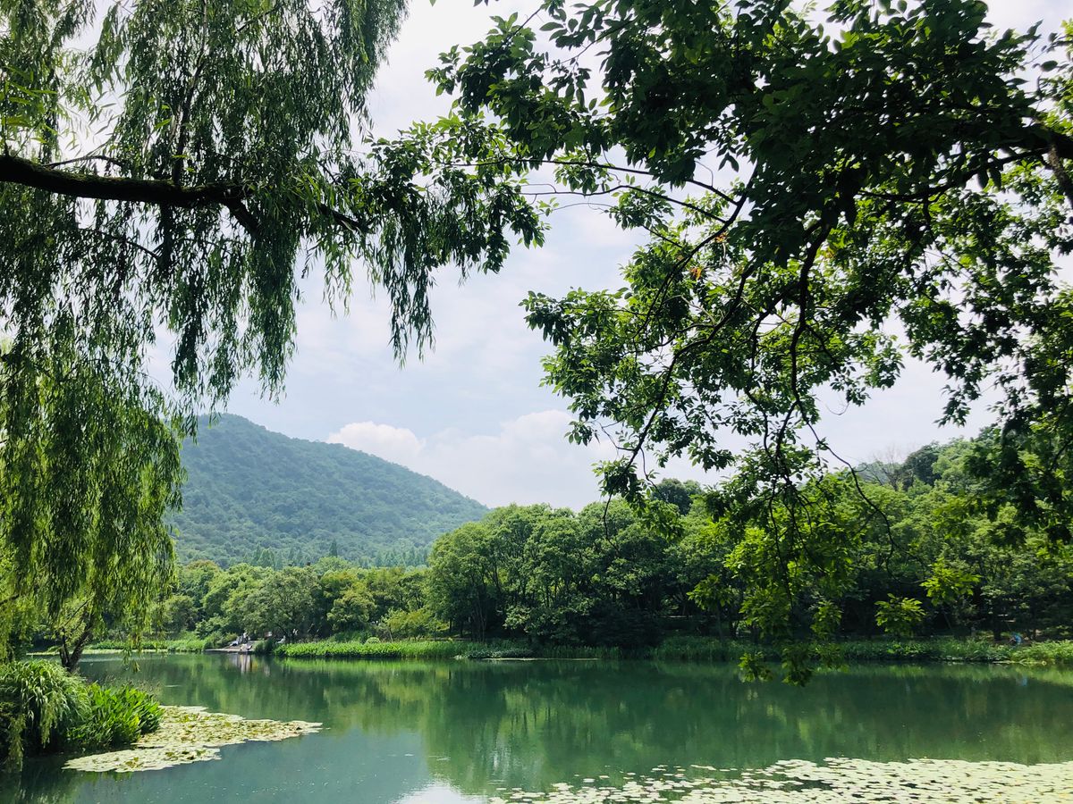 Bald-cypress trunks rising from the green wetland water of Xixi