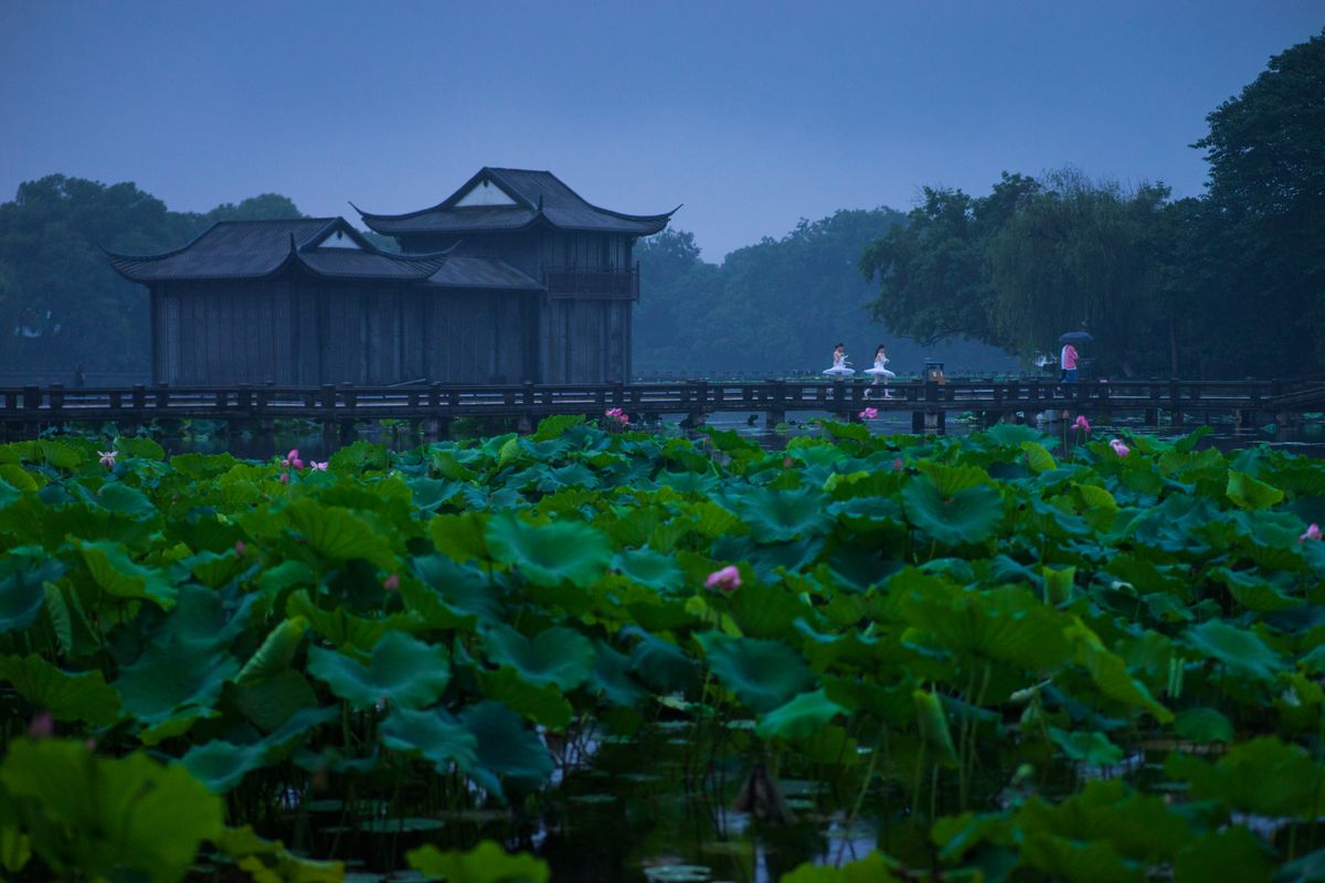 Waterside pavilion and lotus pond inside the wetland