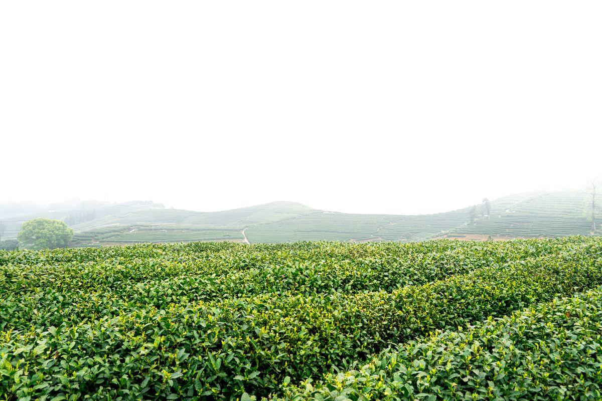 Tea pickers working the green plantation rows