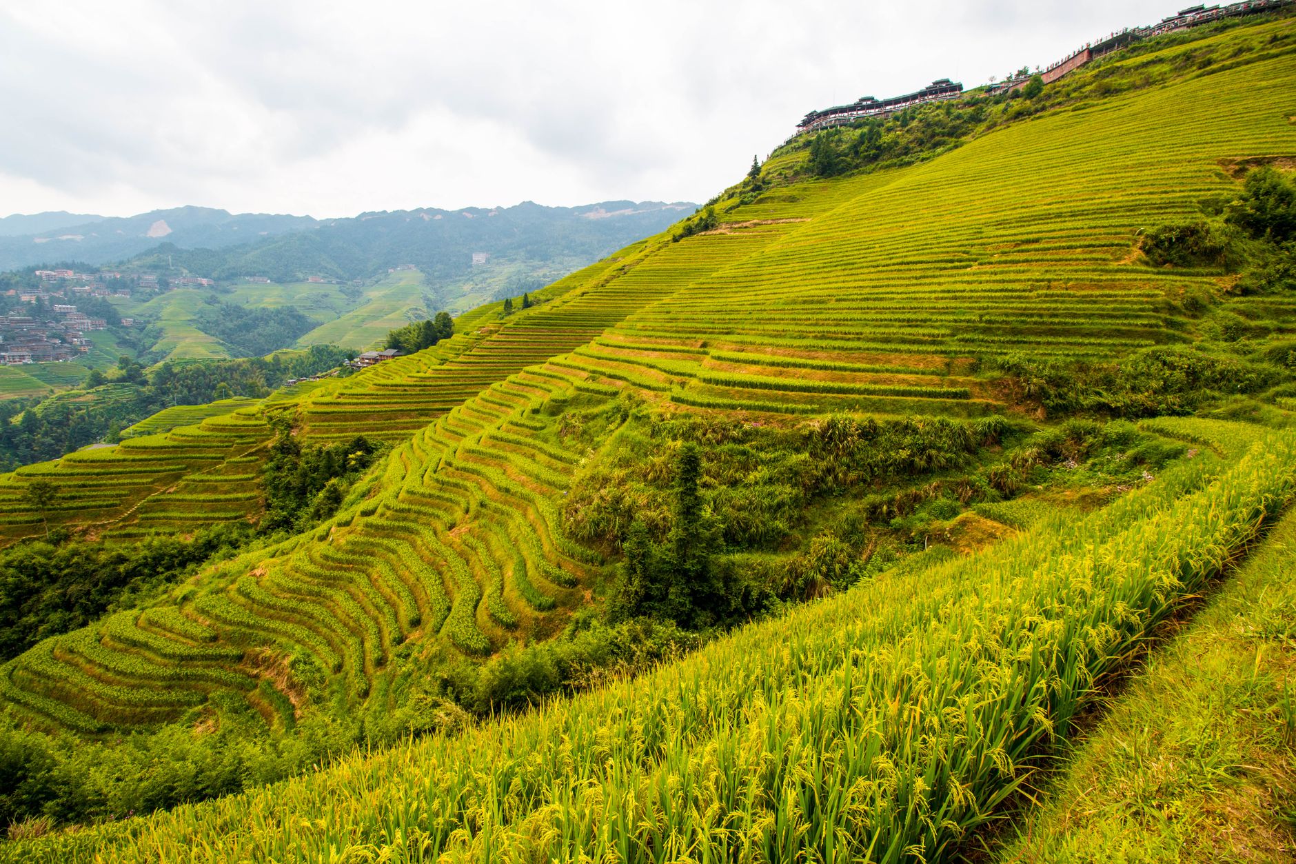 Green Longji rice terraces above Guilin in Guangxi