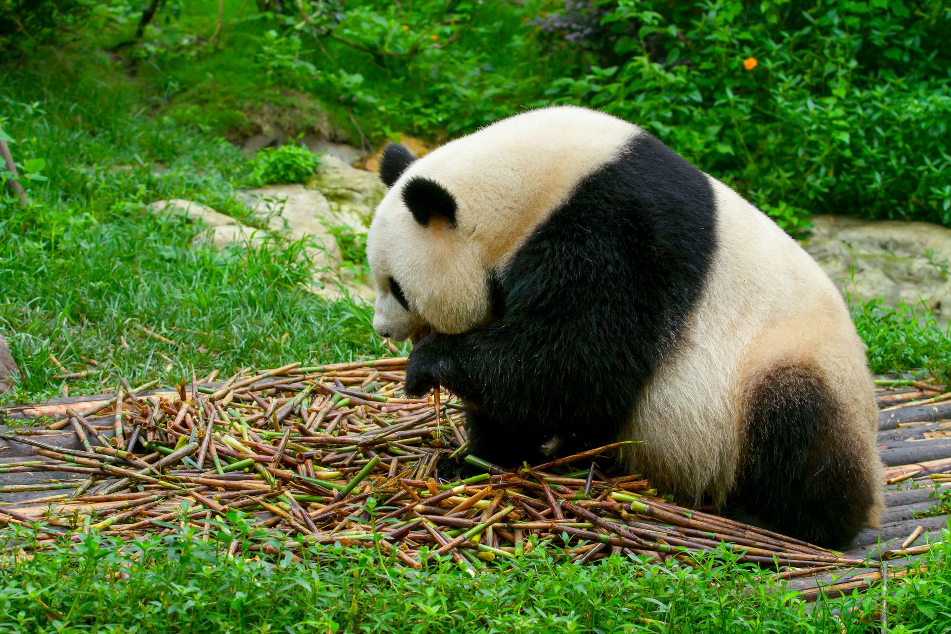 A giant panda sitting back and munching a pile of fresh bamboo