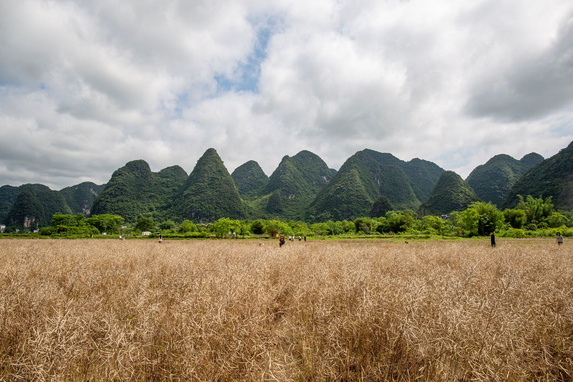 Karst peaks rising behind a field near Yangshuo on the Li River