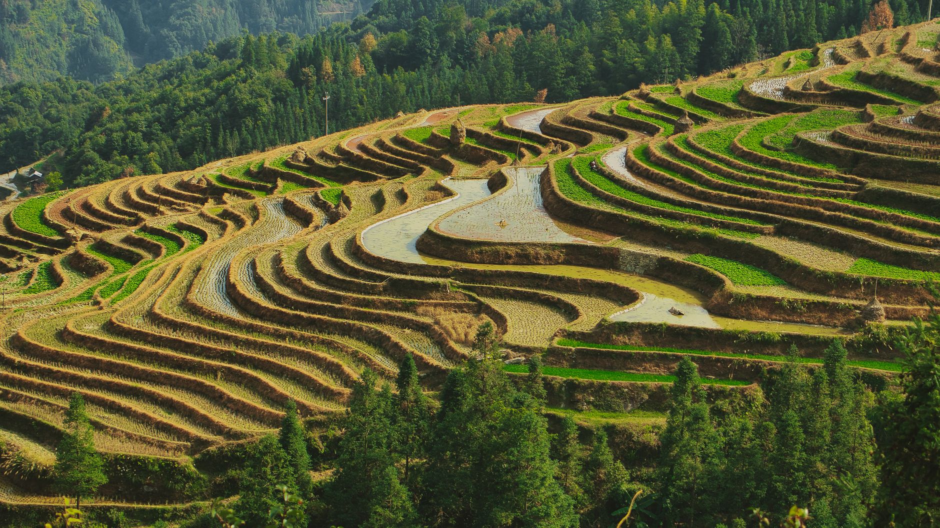 Green rice terraces curving around a hillside at Longji