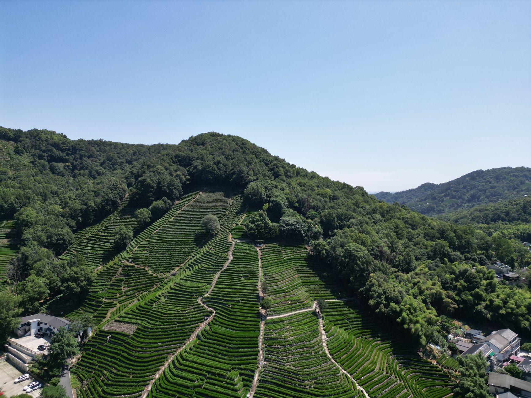 Aerial view of the terraced Longjing tea plantations in the hills above Hangzhou