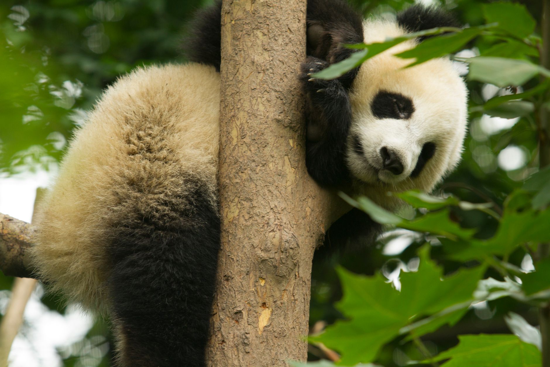 China Family Itinerary With Kids: 10 Days Beijing, Xi'an, Pandas & Shanghai (2026)
