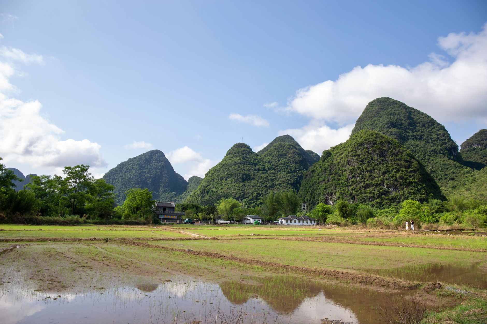 Karst peaks rising over green rice fields near Yangshuo, Guilin