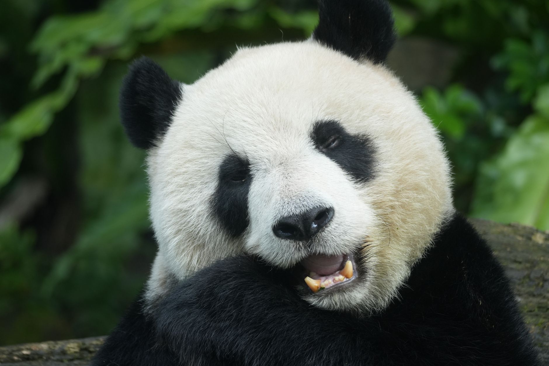 A giant panda munching bamboo at the Chengdu panda base