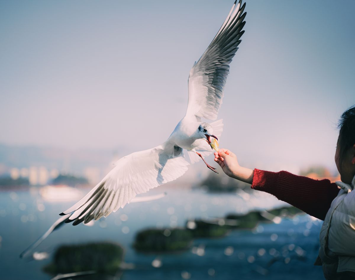 Red-billed gull taking food by the lakeside in Kunming