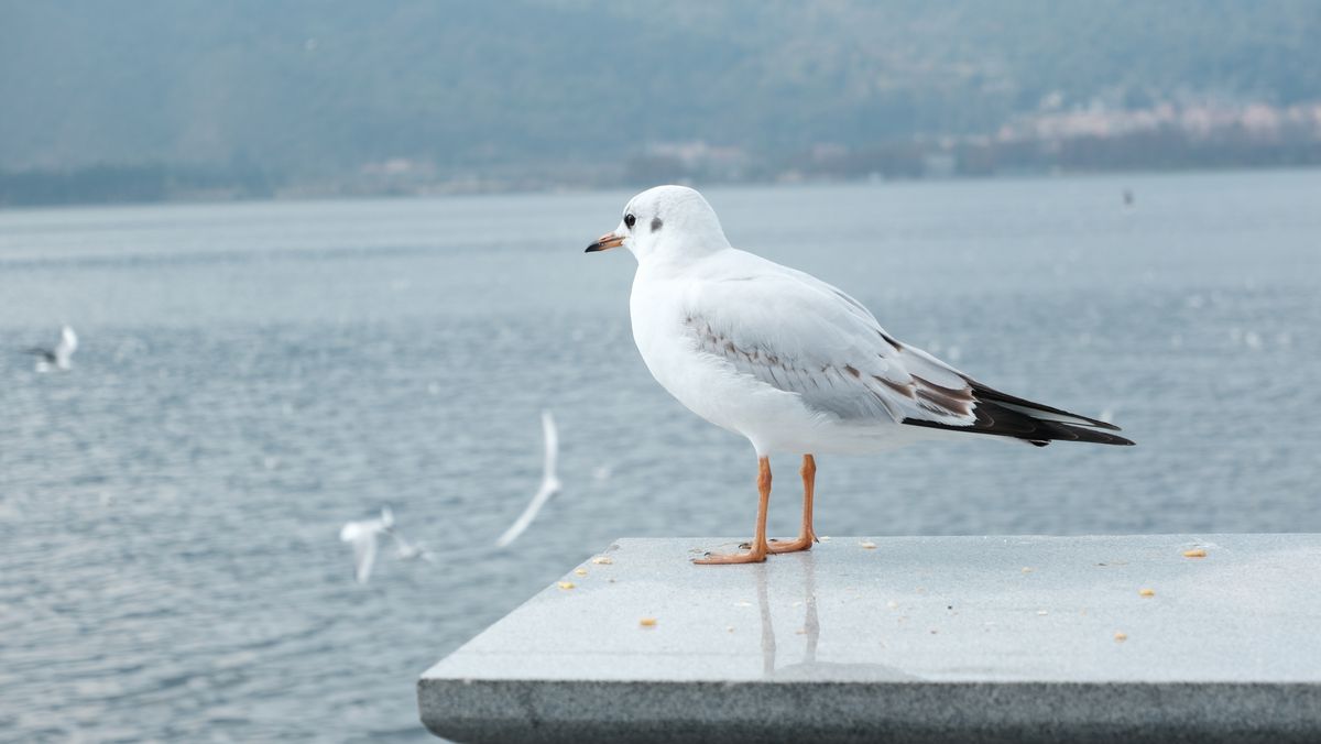 DIANCHI lakeside sign with gulls resting on it