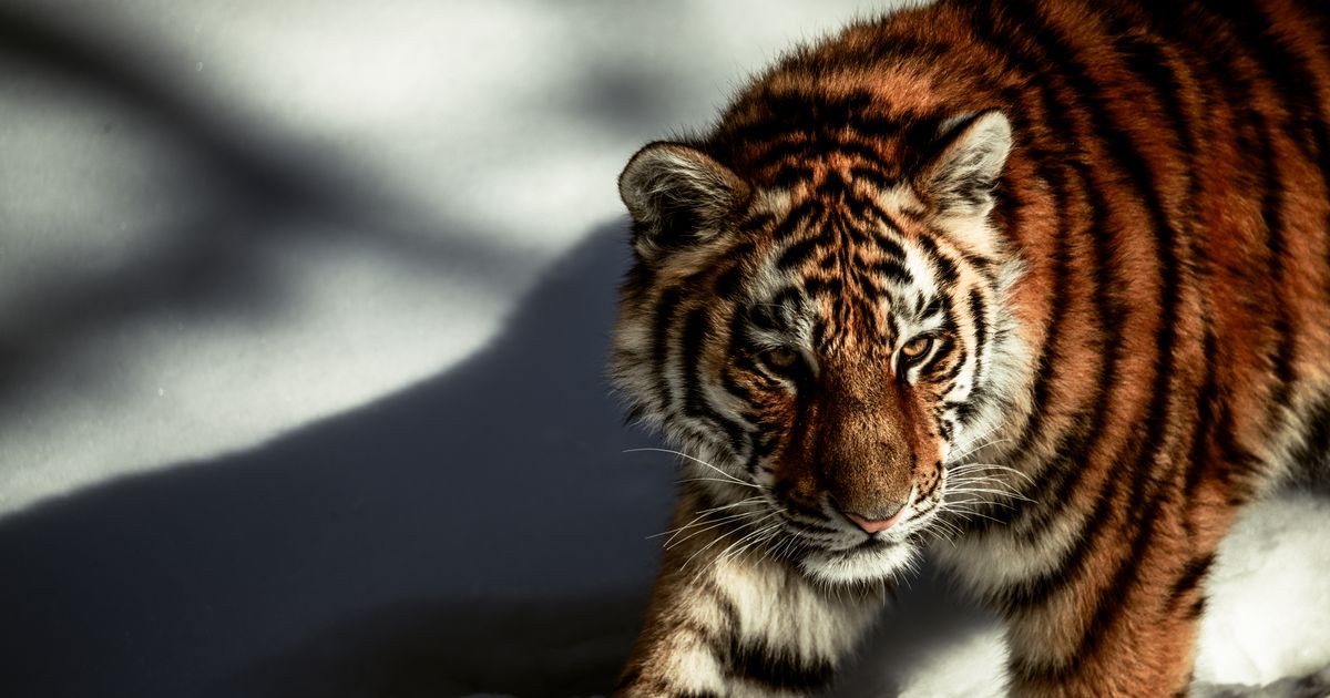 Siberian Tiger Park, Harbin