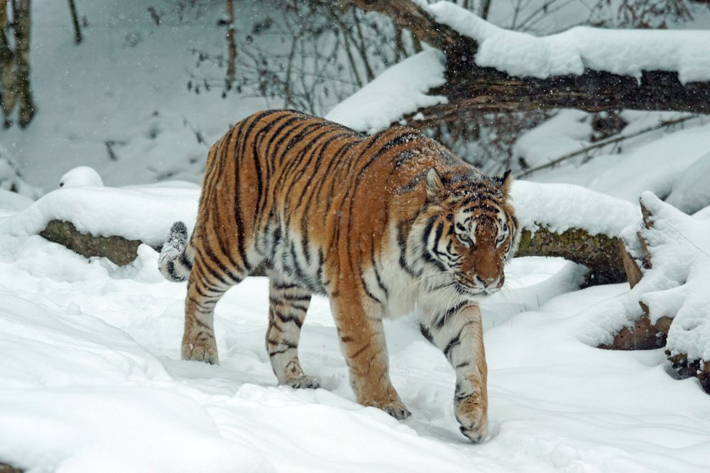 Siberian tiger walking through fresh snow at the Harbin park