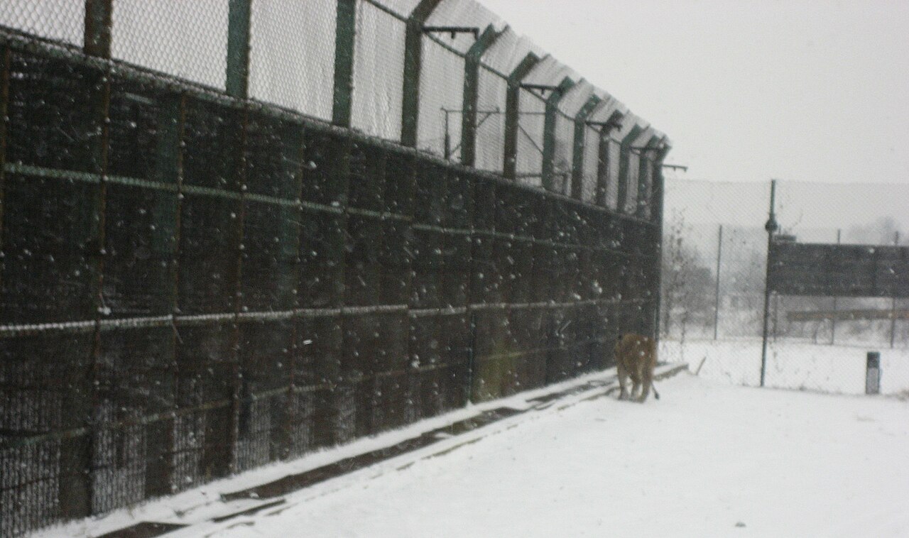 Tiger pacing inside the wire-mesh enclosure of the Harbin Siberian Tiger Park