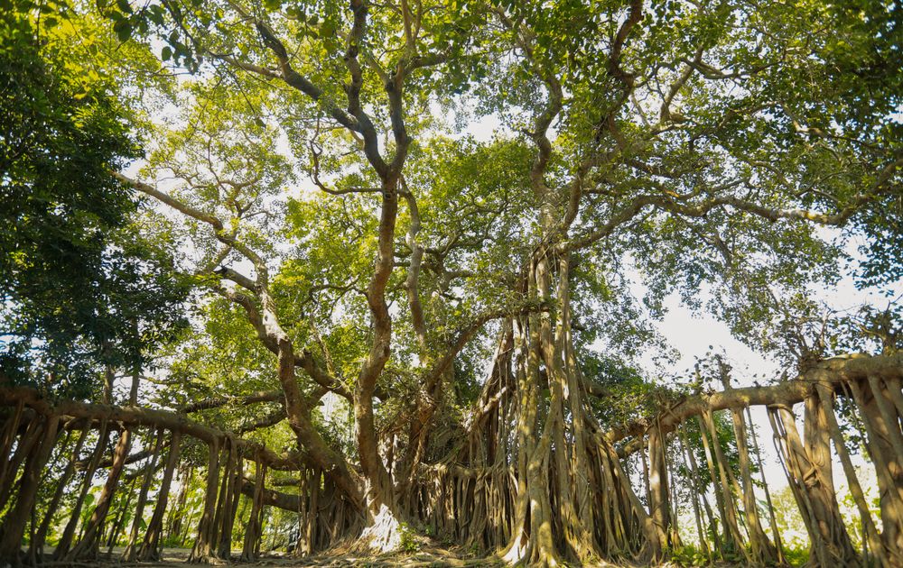 Big Banyan Tree, Yangshuo